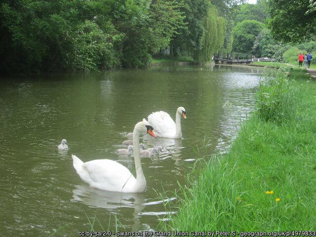 Swans on the Grand Union Canal